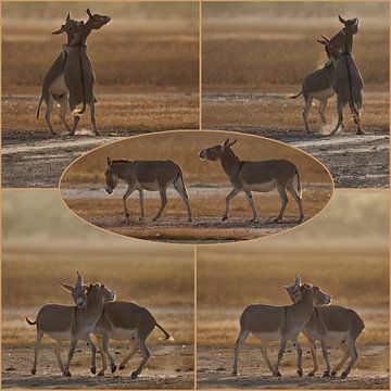 Senegalesische Esel spielen miteinander von Hans Hut