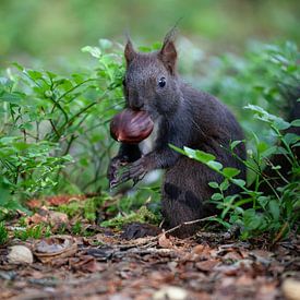 Lieve eekhoorn die een kastanje eet. van Jiri Viehmann