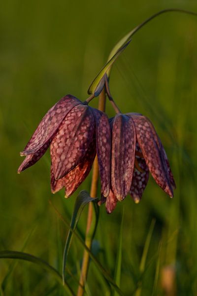 duo kievietsbloem par Jan Roelof Brinksma