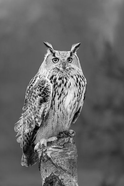 Eule von Marieke Deinum
