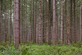 Spikey Pines - stately pines in greenery by Jurjen Melinga