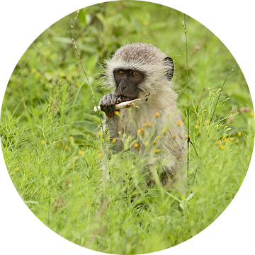 southafrica ... my tasty sugar cane! van Meleah Fotografie