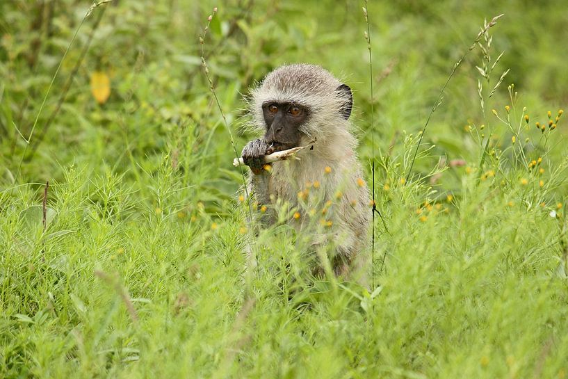 southafrica ... my tasty sugar cane! von Meleah Fotografie