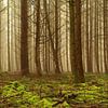 Pine forest with fog by John Leeninga