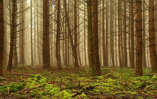 Dennenbos met mist