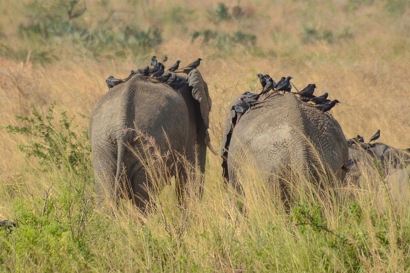 Eléphant en Ouganda, Afrique par linda ter Braak