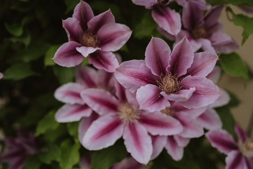 Clematis florida, belles fleurs roses en Provence par Fenna Duin-Huizing