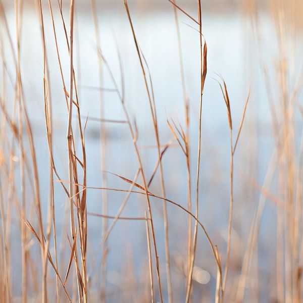 Calm mood van Struinkunst