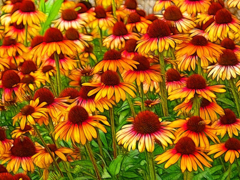 Sonnenblume (Echinacea) von Caroline Lichthart
