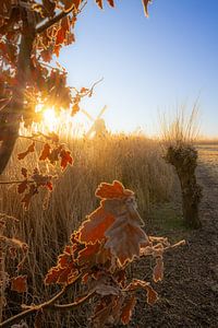 Sonnenaufgang über einer warmen Winterlandschaft im Polder