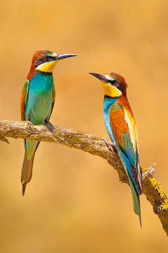 Bijeneter, Merops apiaster