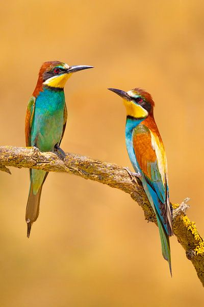 Bee-eater, Merops apiaster by Gert Hilbink