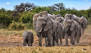 Troupeau d'éléphants, Etosha Namibie sur W. Woyke