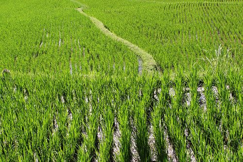 Infinite Life Path by Inge Hogenbijl