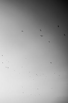 Oiseaux en monochrome Vol Silence en noir et blanc