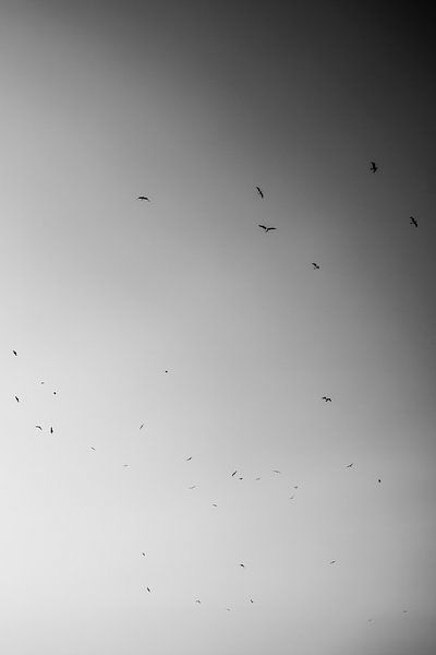 Vögel im monochromen Flug Stille in Schwarz und Weiß von Femke Ketelaar