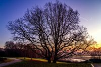 Arbre au lever du soleil sur le plateau de Duno