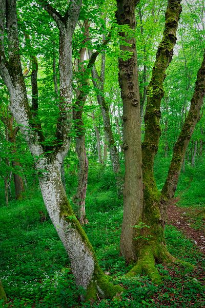 Arbres dansants par Anselm Ziegler Photography