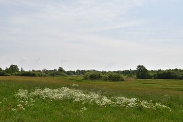 Bloeiende planten in overloopgebied voor de Vecht van Bernard van Zwol