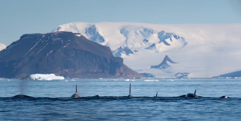 Orca&#039;s in the landscape of Antarctica by Anges van der Logt