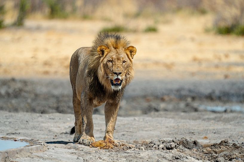 Lion in Namibia, Africa by Patrick Groß