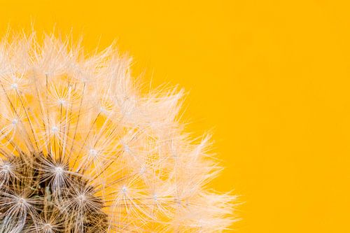 Pluizig zachte paardenbloem van Judith Spanbroek-van den Broek