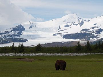 Grizzlybeer - Alaska  van Tonny Swinkels