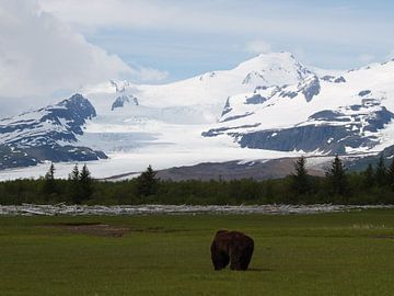 Grizzly bear by Tonny Swinkels