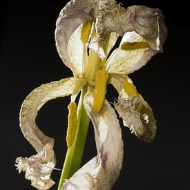 Witte tulp van Adina Mosnegutu