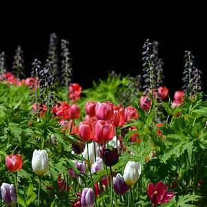 Tulpen