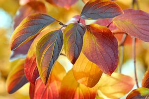 Feuilles d'automne sur Violetta Honkisz