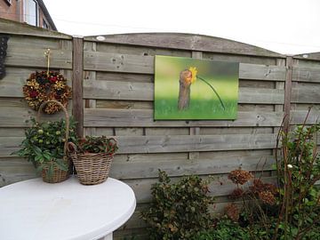 Photo de nos clients: L'écureuil sent la fleur sur Dick van Duijn