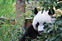 Panda Xing Ya  deel 3 panda bear