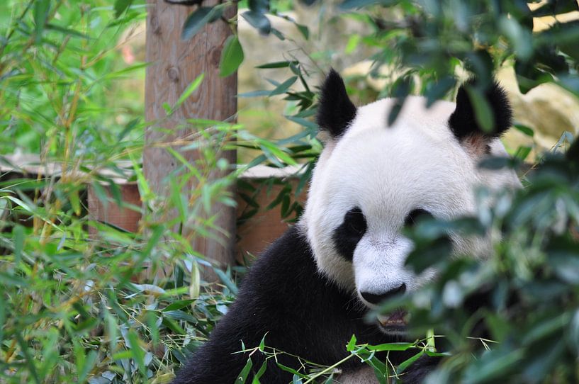 Panda Xing Ya  deel 3 panda bear by Diana Edwards