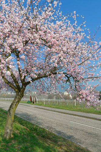Amandelbloesem in de Pfalz bij Edenkoben