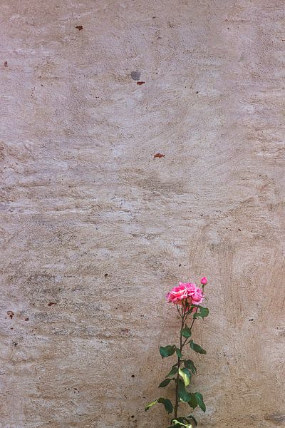 Roze roos van Anouschka Hendriks