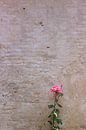 Roze roos van Anouschka Hendriks thumbnail