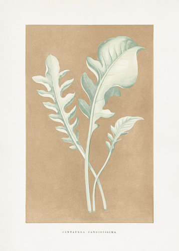 Blattillustration von Centaurea candidissima