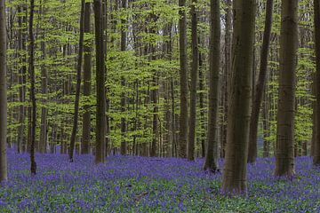 The Hallerbos by Menno Schaefer