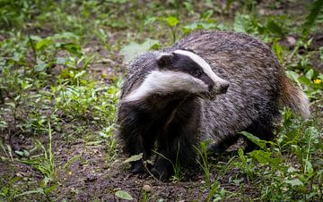 Indrukwekkende close-up van een Europese Das (meles meles) in het bos van Wildlife Designs