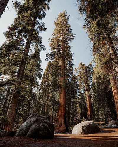 Sequoia Mammutbäume in Kalifornien