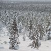 landschap vol bomen onder de sneeuw van Robinotof