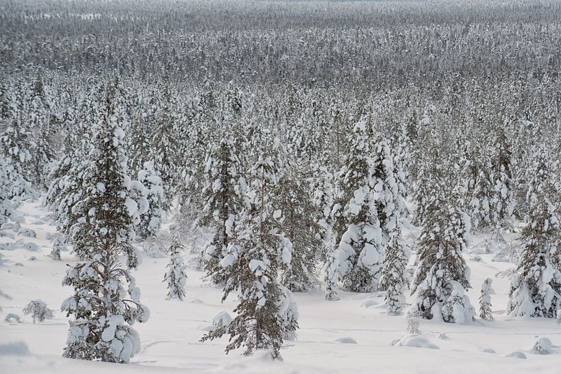 landscape full of trees under the snow by Robinotof