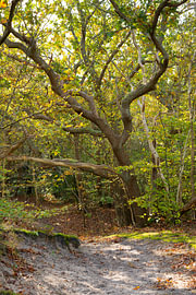 Herfstwandeling, Bergerbos, Bergen