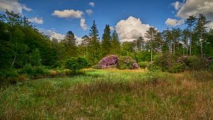 Rhododendren in Waldlandschaft