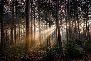 Zonneharpen van Linda Raaphorst