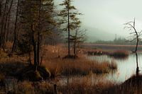 Zeven bronnen in de mist