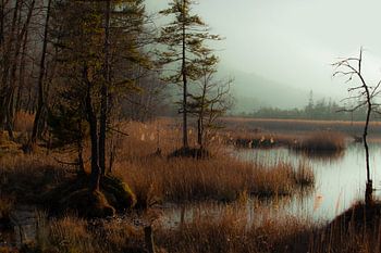 Seven sources in the mist