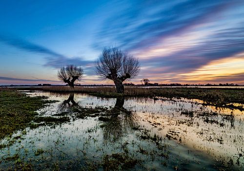 Knotwilgen in een weiland tijdens de zonsondergang