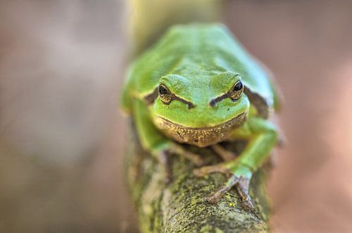 Tree frog. Magnetic eyes, intense look by Natuurfotografie_simoneopdam